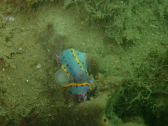Hypselodoris bennetti