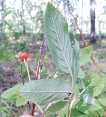Rosa majalis