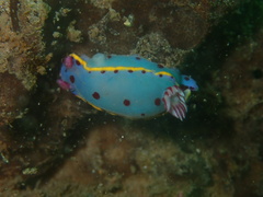 Hypselodoris bennetti