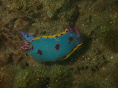 Hypselodoris bennetti