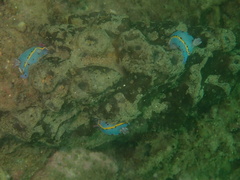 Hypselodoris bennetti