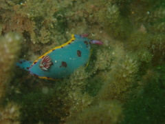 Hypselodoris bennetti