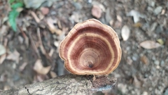 Microporus xanthopus