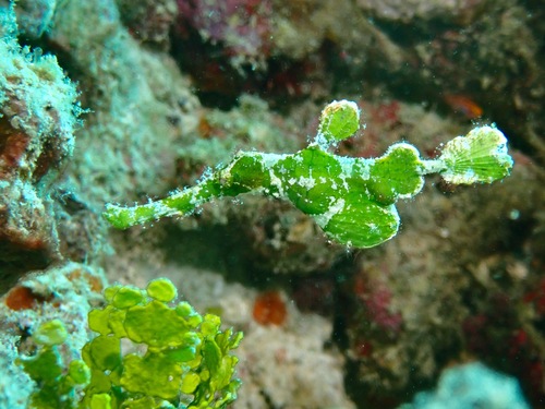 Halimeda ghost pipefish (Solenostomus halimeda) — Solenostomidae — 5