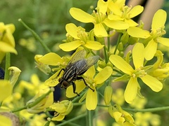 Oxysarcodexia varia