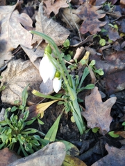 Galanthus elwesii