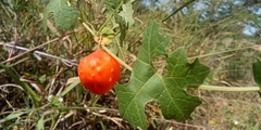 Momordica balsamina