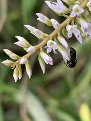 Hylaeus capitosus
