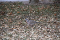 Streptopelia chinensis