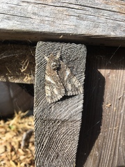 Catocala semirelicta