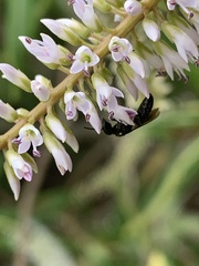 Hylaeus capitosus