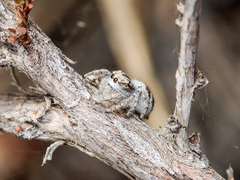 Pseudomogrus dalaensis