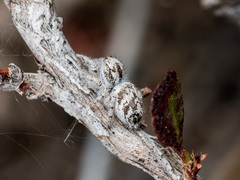 Pseudomogrus dalaensis