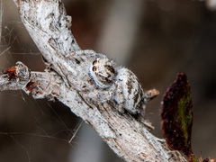 Pseudomogrus dalaensis