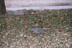 Streptopelia chinensis