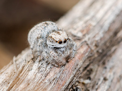 Pseudomogrus dalaensis