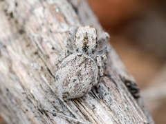 Pseudomogrus dalaensis