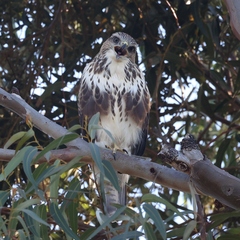 Buteo trizonatus