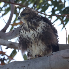 Buteo trizonatus