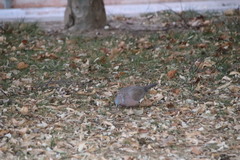 Streptopelia chinensis