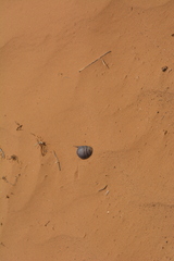 Polyphaga aegyptiaca