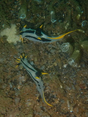Polycera capensis