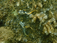Polycera capensis