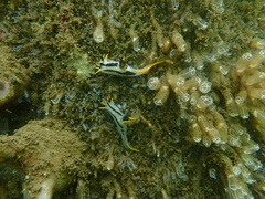 Polycera capensis