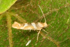 Argyresthia goedartella