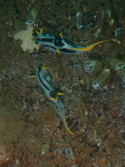 Polycera capensis