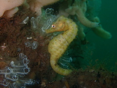 Hippocampus abdominalis