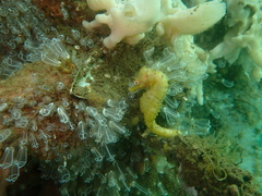 Hippocampus abdominalis