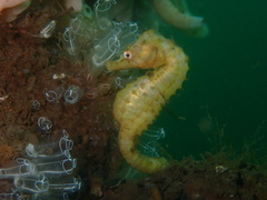 Hippocampus abdominalis