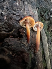 Xeromphalina brunneola
