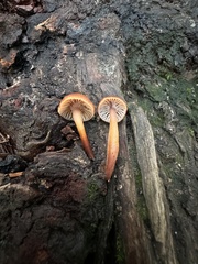 Xeromphalina brunneola