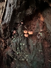 Xeromphalina brunneola