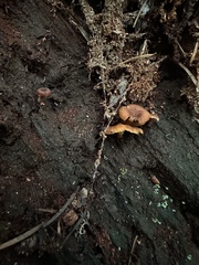 Xeromphalina brunneola