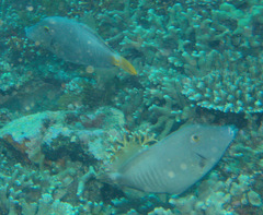 Cantherhines dumerilii