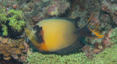 Acanthurus pyroferus