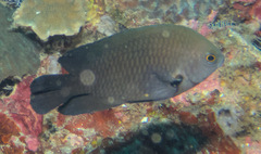 Pomacentrus brachialis