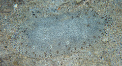 Pardachirus pavoninus