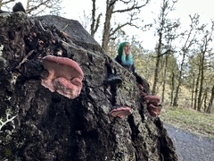 Rhodofomes