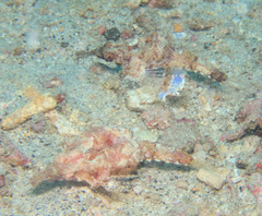 Eurypegasus draconis