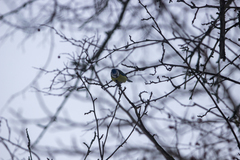 Cyanistes caeruleus