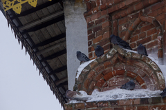 Columba livia domestica