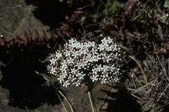 Crassula undulata