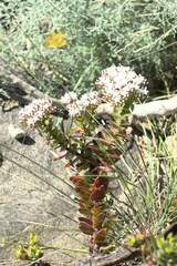 Crassula undulata