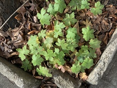 Geranium lucidum