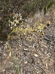 Dianella tarda