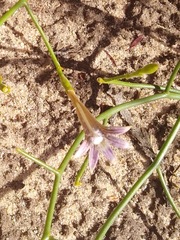 Scaevola depauperata